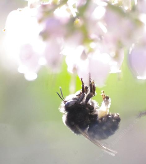 Anthophora edwardsii, Digger Bee in heaven on Ian bush manzanita, Arctostaphylos - grid24_12