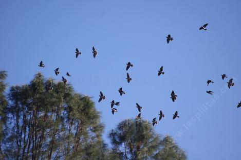 Band Tailed Pigeons in flight over the nursery. Native plants equal native birds. - grid24_12
