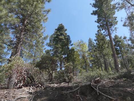 Looking at the forest south of Big Bear City - grid24_12