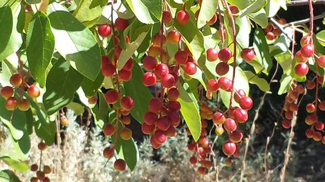 A close up of the berries of Prunus virginiana demissa at the nursery. - grid24_12