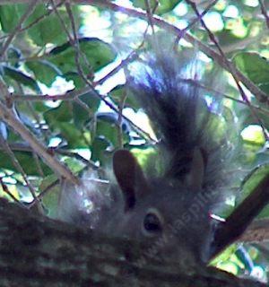 A spying Tree Squirrel - grid24_12