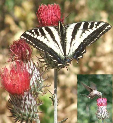 A Pale Swallowtail butterfly sipping nectar from the red flowers of Cirsium occidentale var. venustum, Red Thistle. - grid24_12