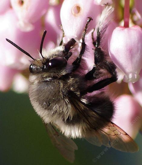 Anthophora spcies, a Digger Bee on Austin Griffin - grid24_12