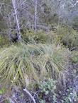 Xerophyllum tenax, Indian Basket Grass in a coastal pine forest. - grid24_24