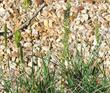 Koeleria macrantha June Grass - grid24_24