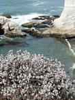 Eriogonum parvifolium, Cliff Buckwheat overlooking Shell Beach. - grid24_24