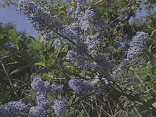 Ceanothus cyaneus Sierra Blue Ceanothus