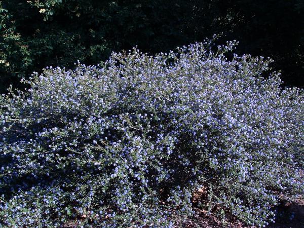 Ceanothus foliosus Wavy Leaf Mountain lilac