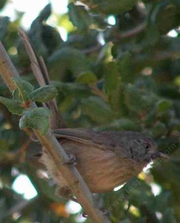 A Coast live Oak with a Wrentit in it.