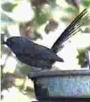 Wrentit in the bath