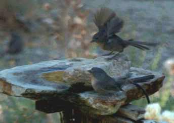 Wrentit at the bird bath.