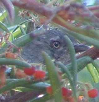 A Wrentit in a Summer Holly bush.