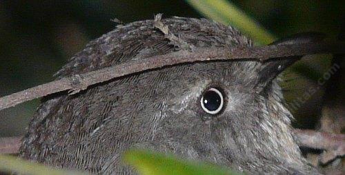 Picture of a wrentit bird watching me taking his picture.