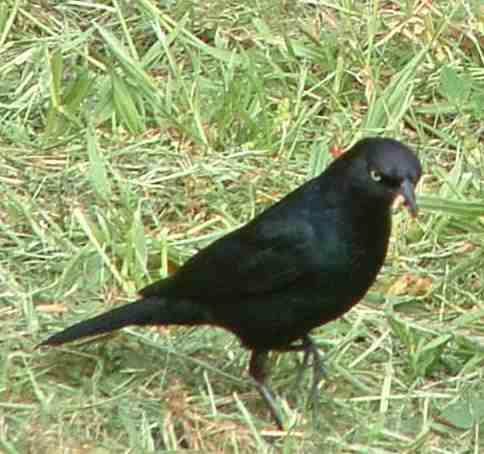 picture of a brewer's blackbird with a worm