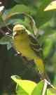 Hooded oriole is a California bird