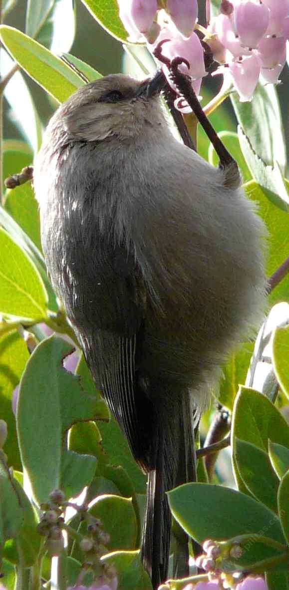 Bushtits eat manzanita flowers
