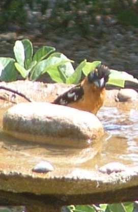 A male Black-headed Grosbeak at the birdbath