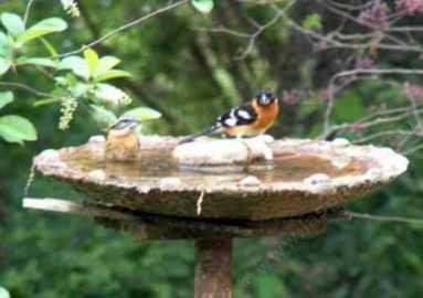 The Black-headed Grosbeak uses the birdbath