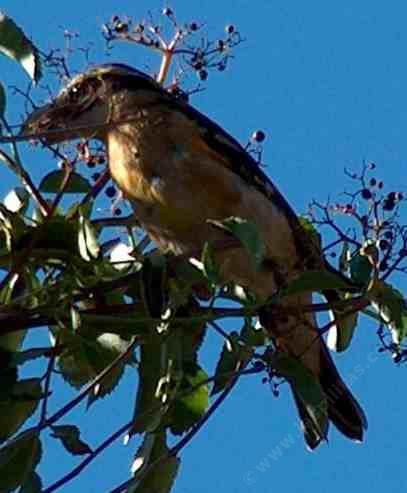 A male Black-headed Grosbeak eating Elderberry