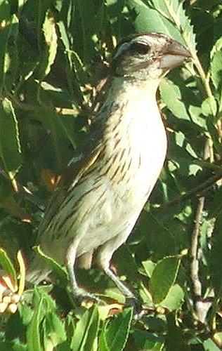 notice dark upper beak