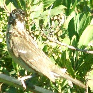 Back of female grosbeak