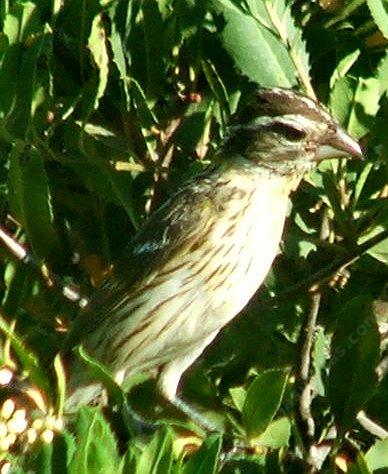I see you grosbeak