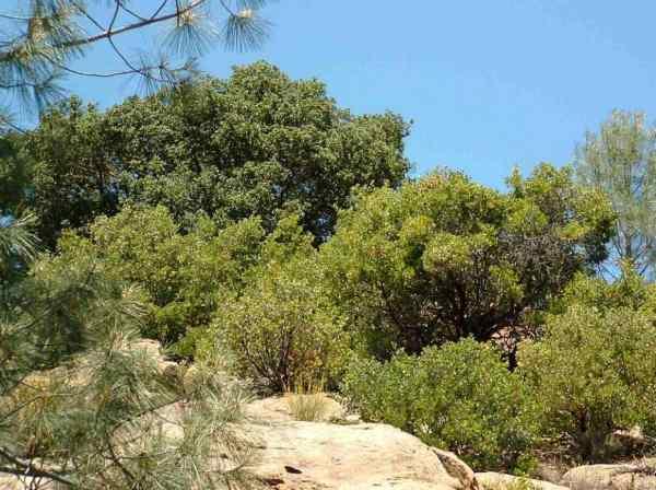 A chaparral picture