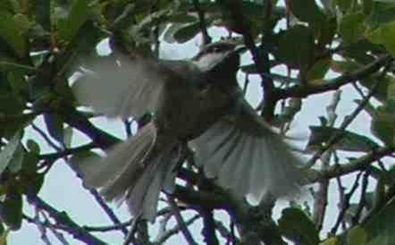 A Chestnut-backed chickadee in flight