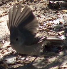 the oak titmouse can often be seen on the ground eating seeds and insects