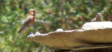  A male and female House Finch at the birdbath.