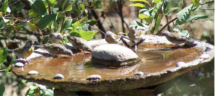 A flock of Lawrence's Goldfinches at the birdbath