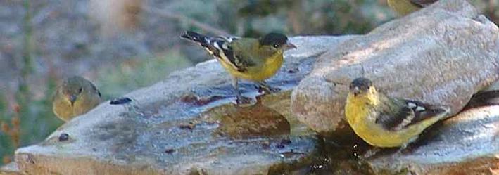 Lesser Goldfinches need a source of water