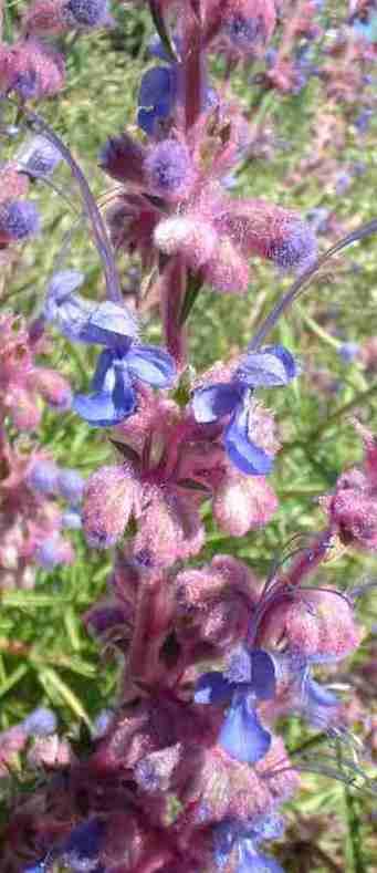 picture of woolly blue-curls