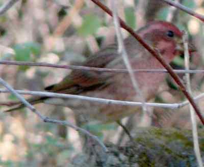 A peeking purple finch