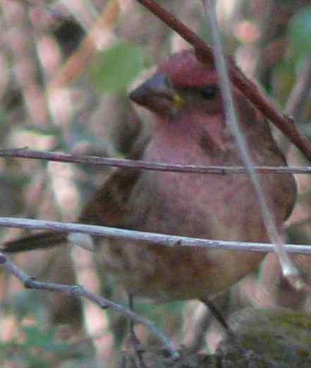 Purple Finch- Carpodacus purpureus