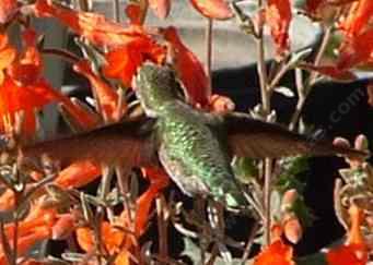 Picture of an Anna's hummingbird on a California fushia