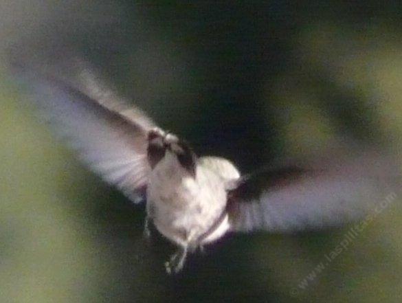 Costa Hummingbird 