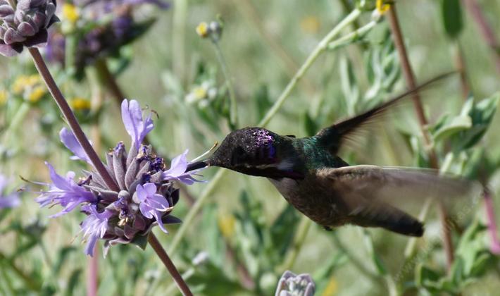 A pre-digital photo of a Costa Hummingbird on Salvia Pozo Blue - grid24_12
