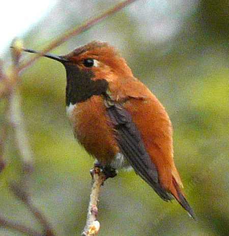 From the side, a male Rufous hummingbird may have a chin changing from black, orange, or red.