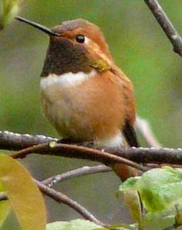 This male Rufous hummingbird wouldn't let me get closer than 25 feet