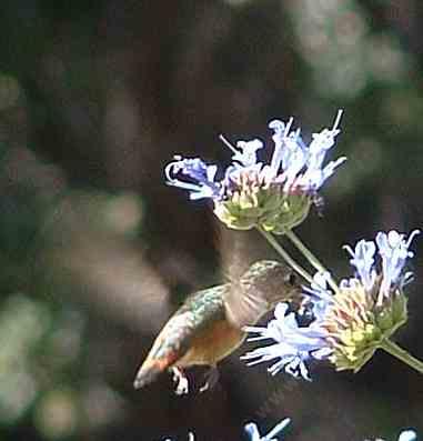 A Rufous hummingbird drinking from a sage plant.