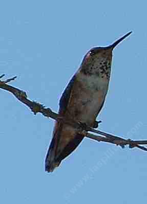 A Rufous hummingbird watching