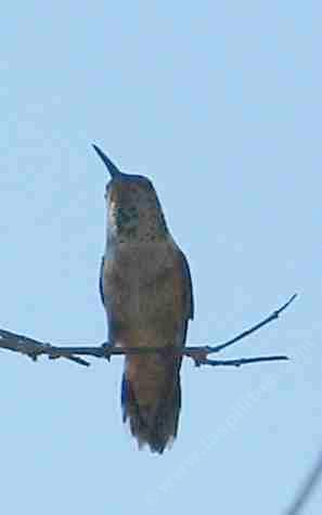 A female Rufous hummingbird is looking up for other hummingbirds.
