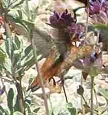 A Rufous hummingbird in action!