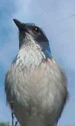 Scrub jays are not scrubby, but they do live in the scrub.