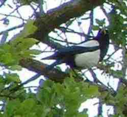 The Yellow-billed magpie likes Valley Oaks.