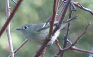 picture of a ruby-crowned kinglet
