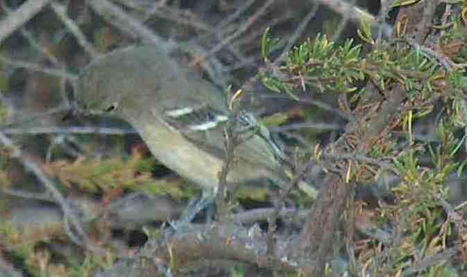 a ruby crowned kinglet looking for bugs in the Chamise