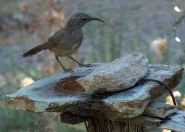 the california thrasher likes this bird bath because it is close to the cover of a toyon bush