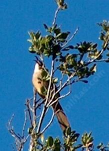 picture of a california thrasher singing